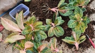 3 Cara Merawat Tanaman Hias Aglaonema untuk Pemula, Lengkap dengan Jenis dan Keuntungannya