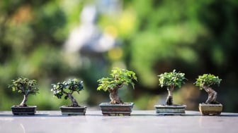 Ingin Membuat Bonsai? Ini 8 Jenis Pohon yang Bagus Dijadikan Tanaman Hias Bonsai, Pemula Harus Tahu