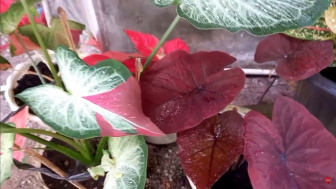 Jangan Sampai Salah, Ini Media Tanam yang Bagus untuk Keladi dan Aglaonema, Dijamin Tanaman Hias Pasti Subur