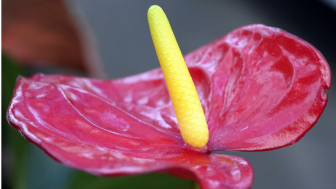 Cara Merawat Anthurium agar Daun Tetap Lebat dan Segar