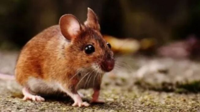 Apa Itu Leptospirosis? Penyakit yang Sedang Viral, Awas! Kenali Tanda-tandanya Ini