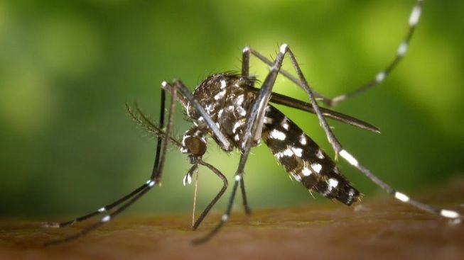 Bukan Hanya Nyamuk Aedes, Demam Berdarah Juga Bisa Disebabkan oleh Berbagai Hal Berikut Ini