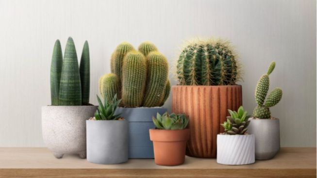 5 Tanaman Hias Kaktus yang Cocok untuk Ditanaman di Rumah