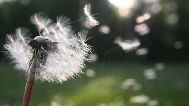 Seringkali Dianggap Gulma tapi Penuh Makna,  Ini Filosofi Bunga Dandelion serta Pelajaran yang Dapat Diterapkan dalam Kehidupan