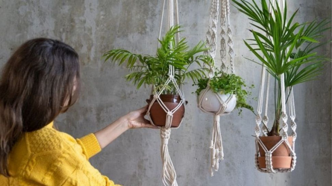 Gak Harus Mahal! Inilah Tanaman Hias Cantik dengan Harga Terjangkau