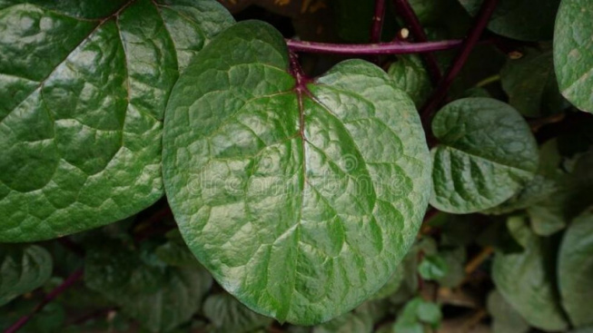 Manfaat Tanaman Binahong Merah untuk Kesehatan: Pantes Disebut Herbal Ajaib!