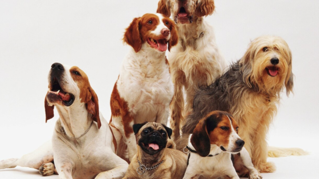 5 Tanaman Hias yang Aman Bagi Hewan Anjing