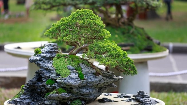 Luar Biasa! Ini 5 Tanaman Hias Berumur Panjang Ratusan hingga Ribuan Tahun, Salah Satunya Bonsai yang Banyak Dijumpai di Sekitar Kita