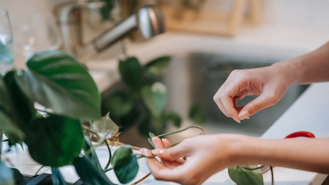 Tak Sabar Menunggu, Ini Cara Membuat Daun Philodendron Cepat Banyak, Tanaman Hias Anda Pasti Makin Mempesona