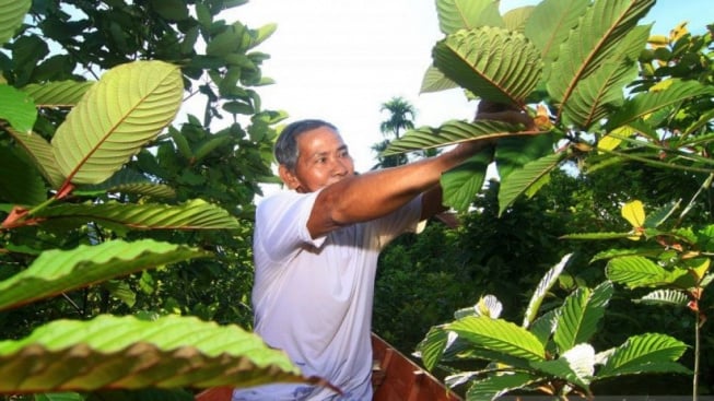 Ini Manfaat Tanaman Kratom, Simak Efek Sampingnya