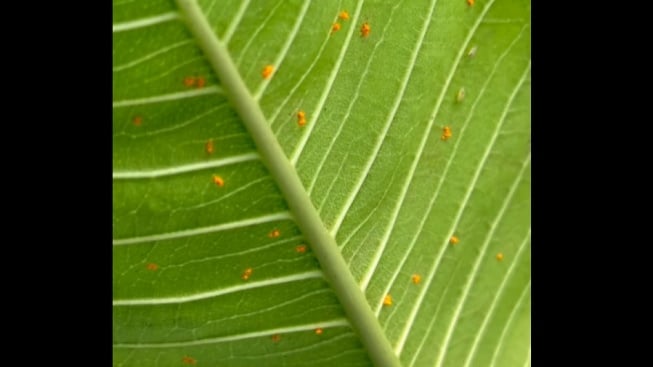 Cermati! Ini Penyebab Daun Tanaman Hias Kamboja Terdapat Bercak Kuning hingga Warna Memudar