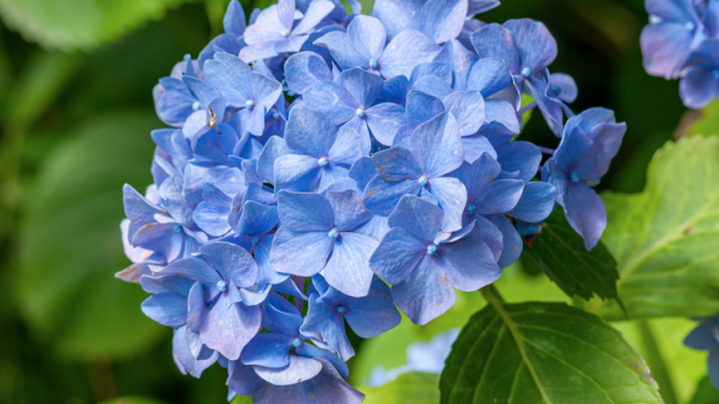 Kenali! 5 Fakta Unik Bunga Hydrangea, Penuh Warna dan Makna Tersembunyi