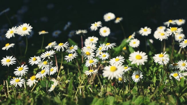 Selain Cantik, Ternyata 5 Tanaman Hias Ini Bisa Jadi Tanaman Obat yang Bikin Sehat Alami, Salah Satunya Chamomile