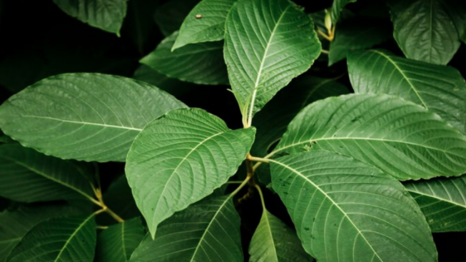Dikenal Sebagai Tanaman Tropis Versi Asia Tenggara, Inilah 4 Manfaat Kratom Bagi Kesehatan
