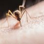 Cara Usir Nyamuk di Kamar Mandi Cukup dengan Letakkan Tanaman Hias Ini, Gak Mau Datang-datang Lagi