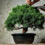 Jarang Diketahui, 3 Fakta Menarik Tentang Tanaman Hias Bonsai Serut