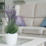 3 Tanaman Hias Dapat Bantu Mengurangi Stres, Salah Satunya Lavender