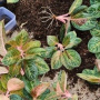 3 Cara Merawat Tanaman Hias Aglaonema untuk Pemula, Lengkap dengan Jenis dan Keuntungannya