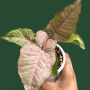4 Varian Syngonium Cantik Bermotif Bercak-Bercak yang Cocok Dikoleksi