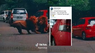 Mobilnya Viral Ditabrak Singa, Pemilik Ngaku Tak Mau Damai Apalagi Salaman