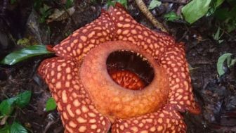 Bunga Rafflesia Arnoldi Mekar Dengan Sempurna di Hutan Gaduangbeo Sumatera Barat