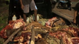 Ngeri! Pencurian Sapi di Kota Kupang Diduga Dilakukan Dengan Cara Mutilasi