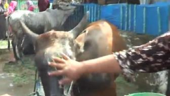 Unik! Sapi Didandani dan Kambing Digendong Keliling Kampung Saat Idul Adha di Indonesia