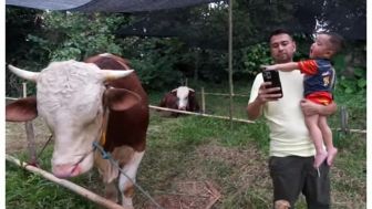 Rayyanza Kurban Sapi 1,1 Ton Hasil Kerja Keras Sendiri