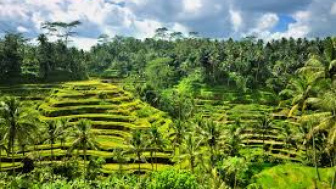 Asal Mula Nama Ubud Bali Hingga Dikenal Sampai Sekarang