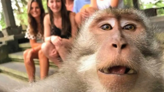 Berjarak 22,5 Km dari Denpasar, Monyet di Monkey Forest Ubud Bisa Ajak Wisatawan Selfie