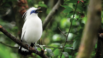 Keunikan Burung Jalak Bali yang Tak Dimiliki Burung Lain