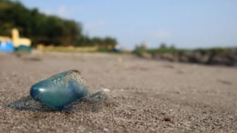 Ubur-ubur Beracun Invasi ke Pantai Sanur Bali, Wisatawan Diminta Waspada