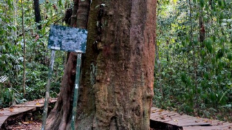 Mengenal Ulin, Jenis Kayu dari Kalimantan yang Dijuluki Pohon Besi