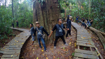 Tertua di Dunia, Pohon Ulin Berusia Ribuan Tahun Ada di Taman Nasional Kutai