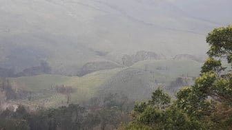 Penampakan Kawasan Gunung Bromo Pasca Kebakaran: Mulai Ditumbuhi Vegetasi