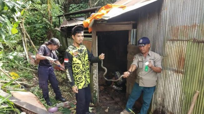 Ngeri, Serbuan Ular Terjadi di Wilayah Balangan