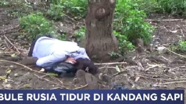 Dikira Meninggal, Bule Rusia Tidur Nyenyak di Kandang Sapi Sampai Pagi