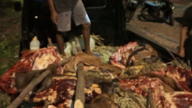 Ngeri! Pencurian Sapi di Kota Kupang Diduga Dilakukan Dengan Cara Mutilasi