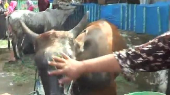 Unik! Sapi Didandani dan Kambing Digendong Keliling Kampung Saat Idul Adha di Indonesia