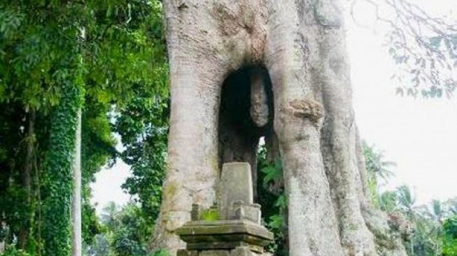 Misteri Pohon Lanang Wadon Sangeh di Badung