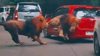 Video Detik-detik Singa Berkelahi di Taman Safari Hingga Bikin Pengok Mobil, Pemilik Mobil: Ogah Damai!