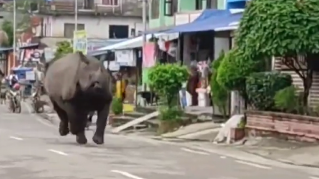Bak Film Jumanji, Penampakan Badak Cula Satu Mengamuk di Lingkungan Padat Penduduk