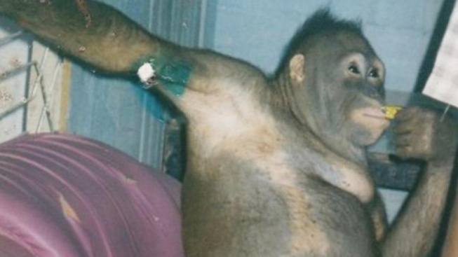 Viral 20 Tahun Lalu! Begini Nasib Pony Si Orang Utan yang Dijadikan PSK di Kalteng