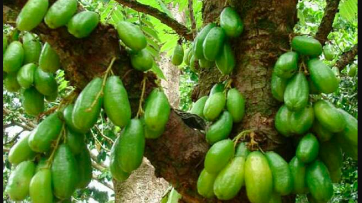 Buah Belimbing Wuluh [Foto Istimewa / FreePic]