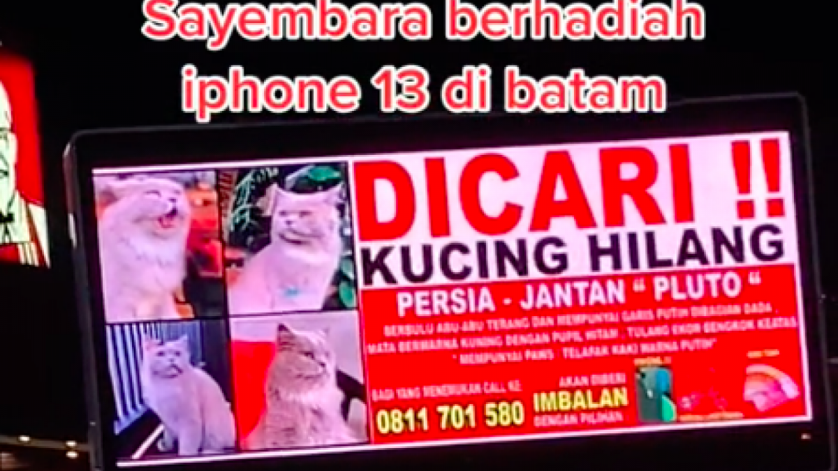 Ciri-ciri kucing yang hilang berhadiah iPhone 13 dan sejumlah uang.