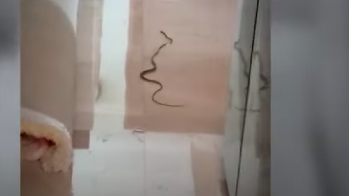 Sebuha ukar masuk ke lantai dua rumah Ria Ricis, hingga membuat heboh penghuni rumah. [Foto: Tangkapan Layar Youtube Ria Ricis]