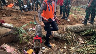 Endusan K9 Temukan Titik Sumber Bau Diperkirakan Korban Tertimbun Longsoran gempa Cianjur