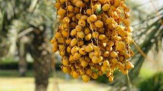 Mau Dapat Kurma Enak Saat Bulan Ramadhan? Berikut 3 Tips Memilih Kurma yang Baik