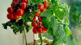 Mengoptimalkan Hasil Panen Tomat dengan Teknik Menanam di Polybag