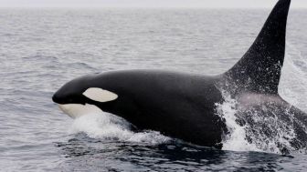 Kiska, Paus Orca Paling 'Jomblo' di Dunia Mati di Usia 47 Tahun